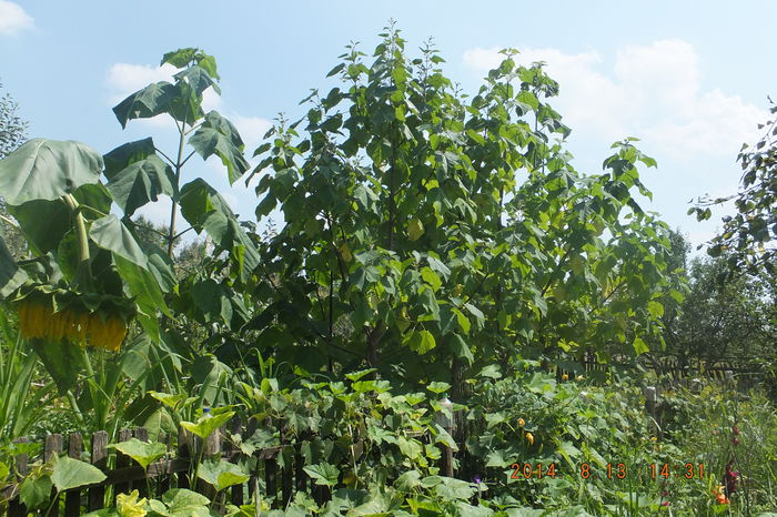 DSCF4137; Paulownia Tomentosa asteptand inflorirea in primavara lui 2015!
