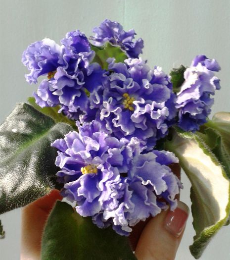 Goluboy Tuman - Violete