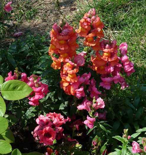 P1510987a - Gura leului - Antirrhinum majus