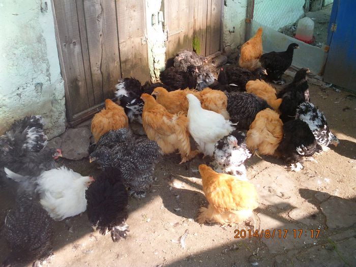 1274452_1521607431406390_3081852511495683063_o