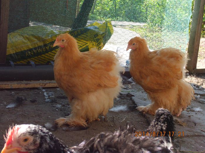 10396971_1521609698072830_6902050428356408322_o