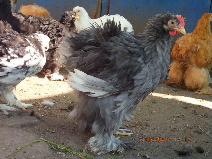 10461870_1521607454739721_7789523218102661439_o