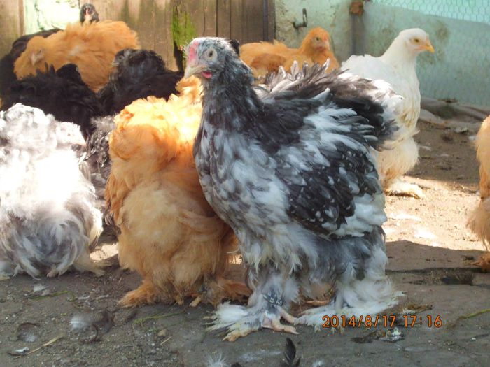 10496003_1521607544739712_8343739070679618147_o