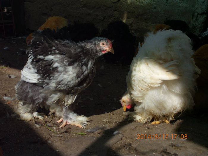 10506797_1521606684739798_2869641473064260931_o