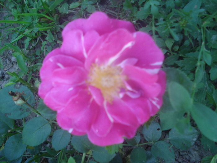 twist - trandafiri 2014