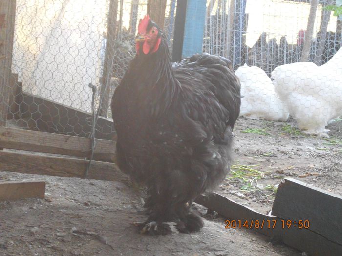 10511392_1521628381404295_2368381781262608625_o