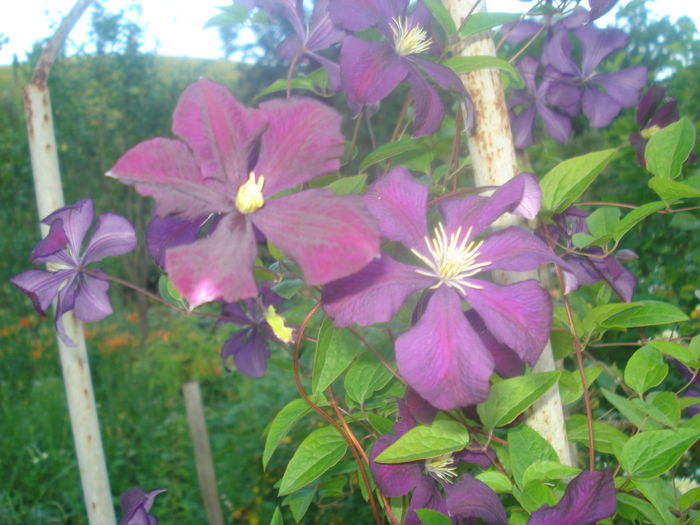 DSC01315; clematite
