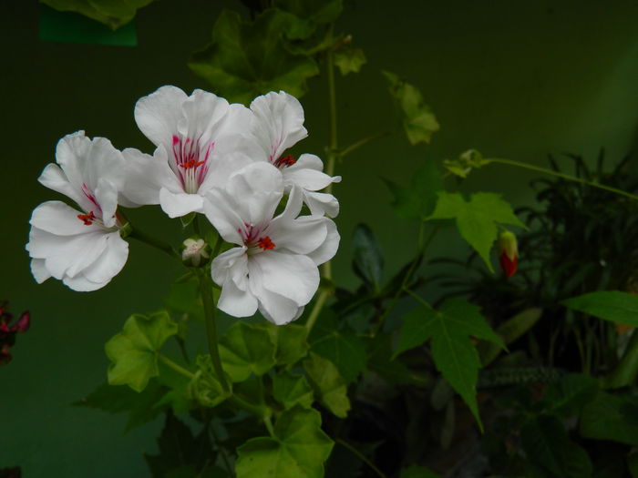 DSCN6955