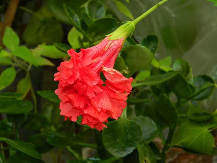 DSCN6956