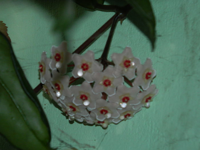 DSCN6963