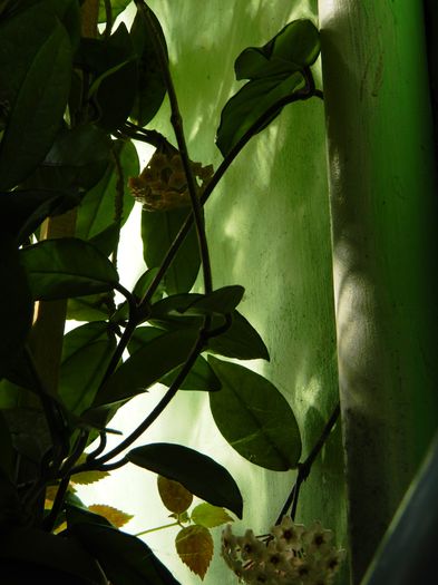 DSCN6967