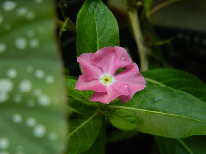 DSCN6977