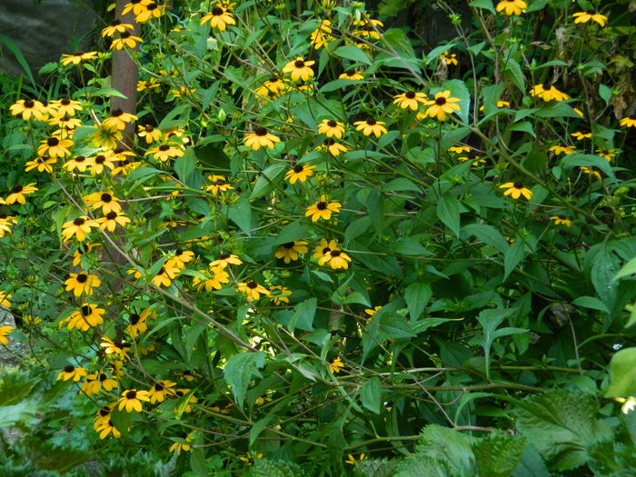 DSCN6990