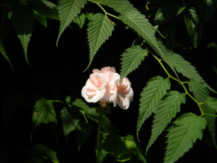 DSCN7015