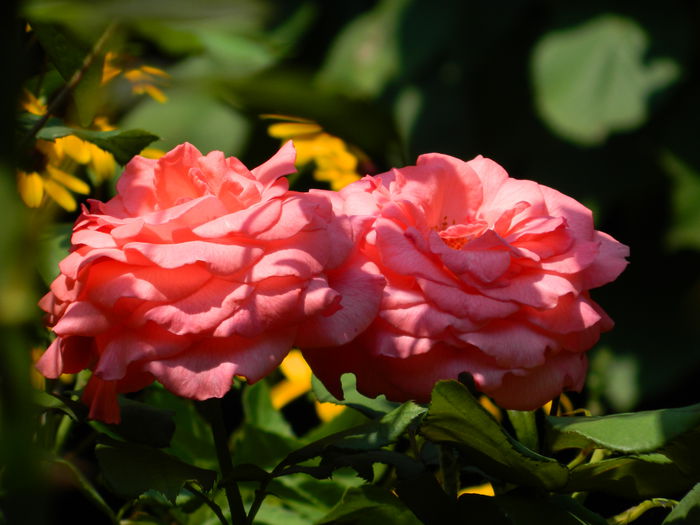 DSCN7035
