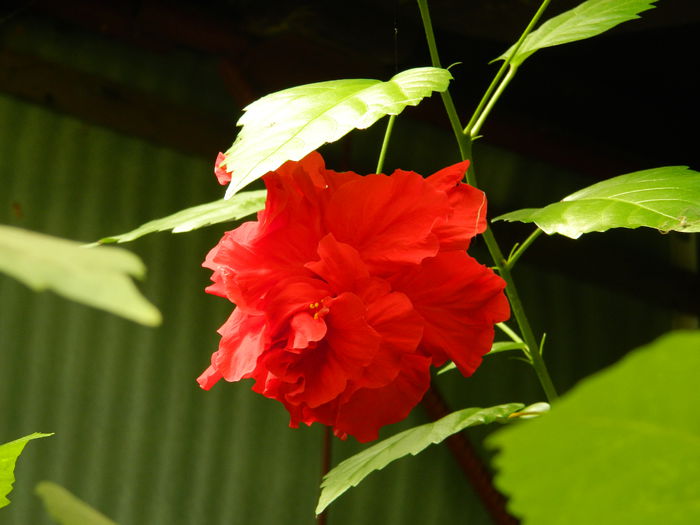 DSCN7059