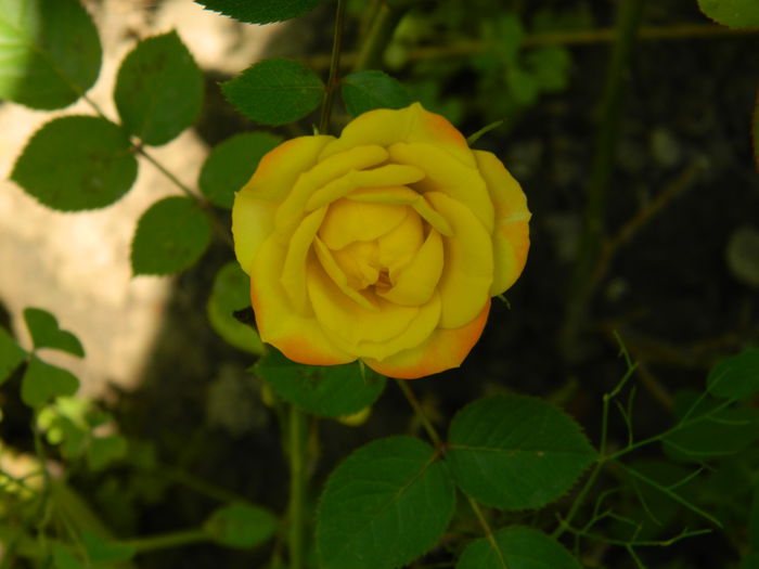 DSCN7071 - AUGUST_2014