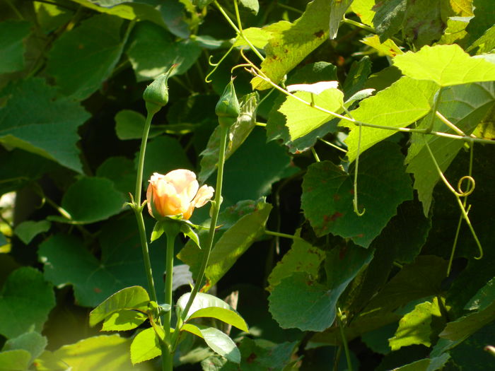 DSCN7080 - AUGUST_2014