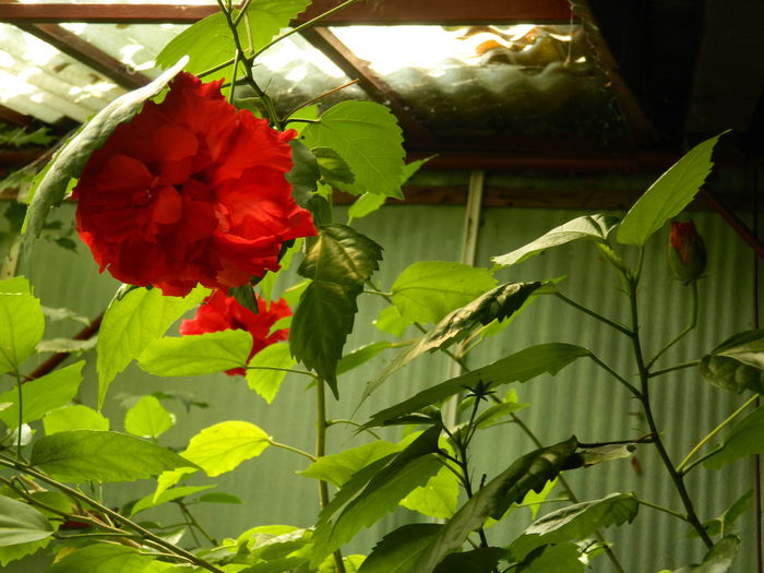 DSCN7082 - AUGUST_2014