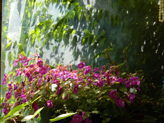 DSCN7084 - AUGUST_2014