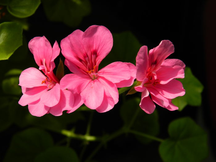 DSCN7089 - AUGUST_2014