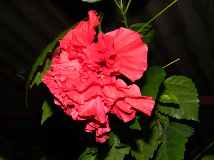 DSCN7094 - AUGUST_2014