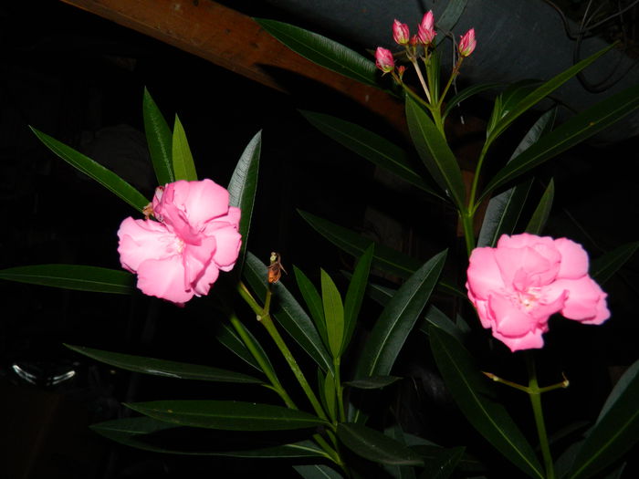 DSCN7097 - AUGUST_2014