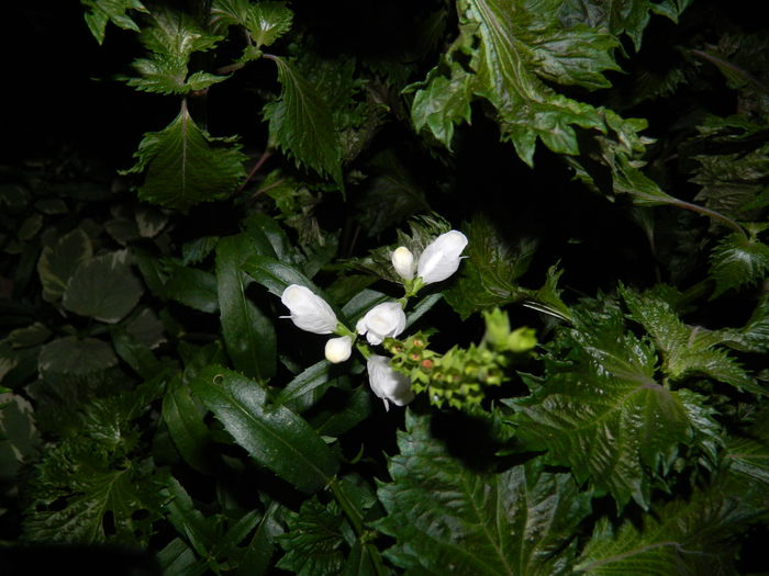 DSCN7100 - AUGUST_2014