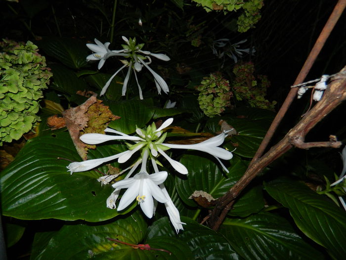 DSCN7107 - AUGUST_2014