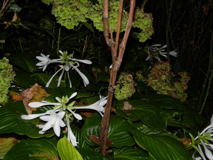 DSCN7109 - AUGUST_2014