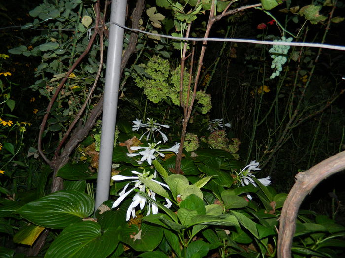 DSCN7110 - AUGUST_2014