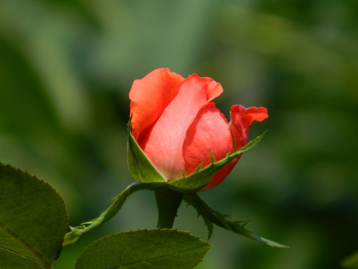 DSCN7117 - AUGUST_2014