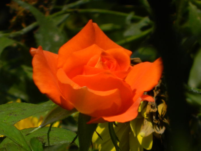 DSCN7118 - AUGUST_2014