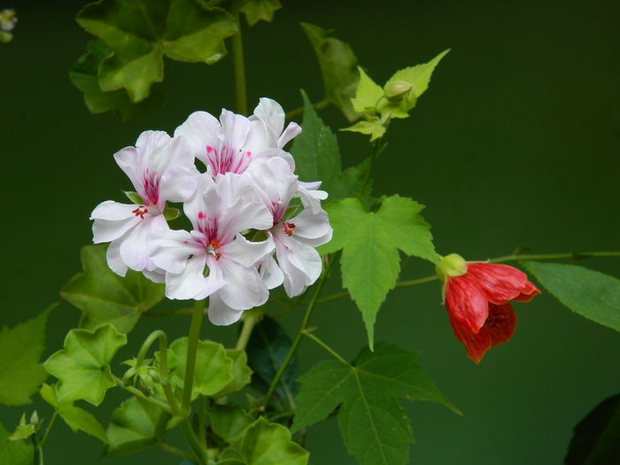 DSCN7134 - AUGUST_2014