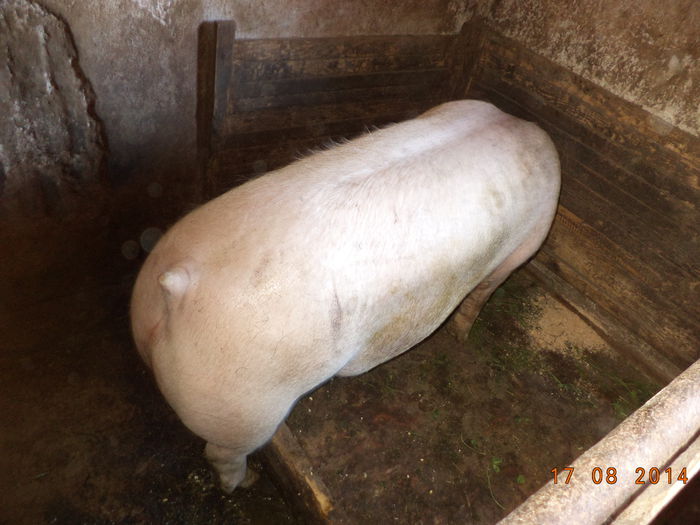 Codita mica - Iezii Alpina Franceza si stramosul lor Capra aegagrus