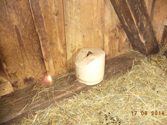 DSC00261 - Iezii Alpina Franceza si stramosul lor Capra aegagrus