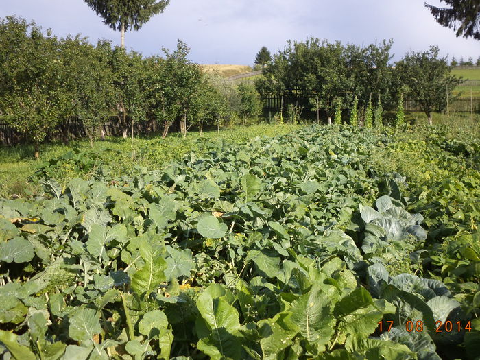 Guliile furajere cresc - Iezii Alpina Franceza si stramosul lor Capra aegagrus