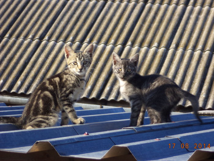 Miti si Pirtuca la pozat - Iezii Alpina Franceza si stramosul lor Capra aegagrus