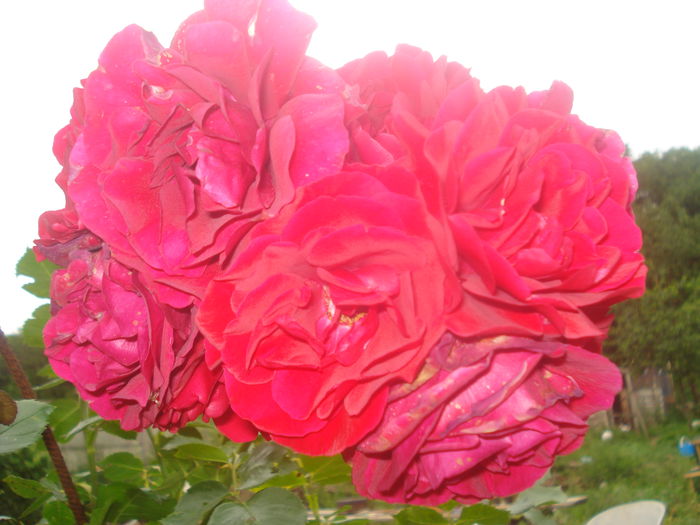 DSC01354; rosu catarator
