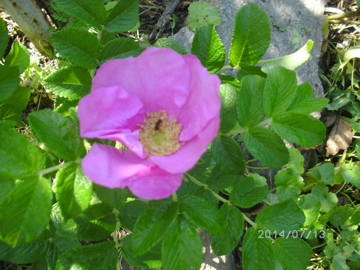 rosa rugosa