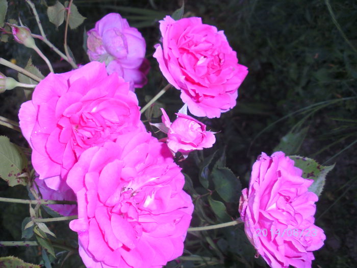 criterion - trandafiri 2014