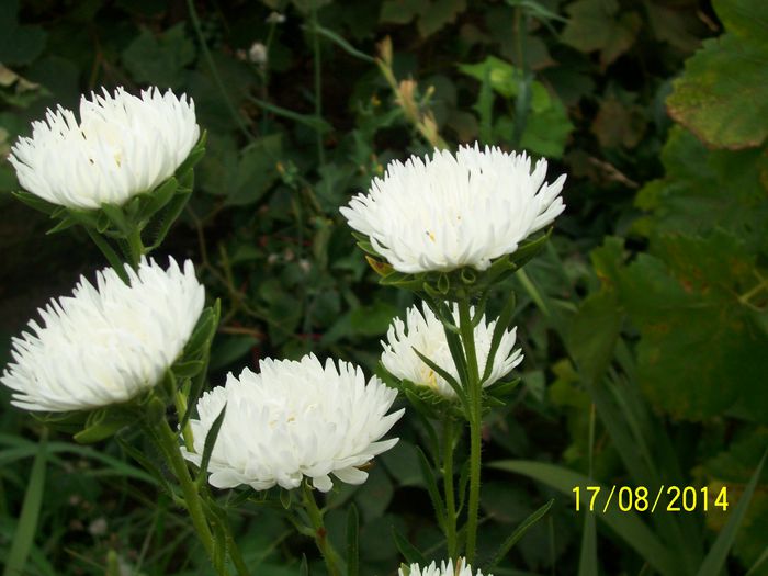 101_8114 - DIN GRADINA