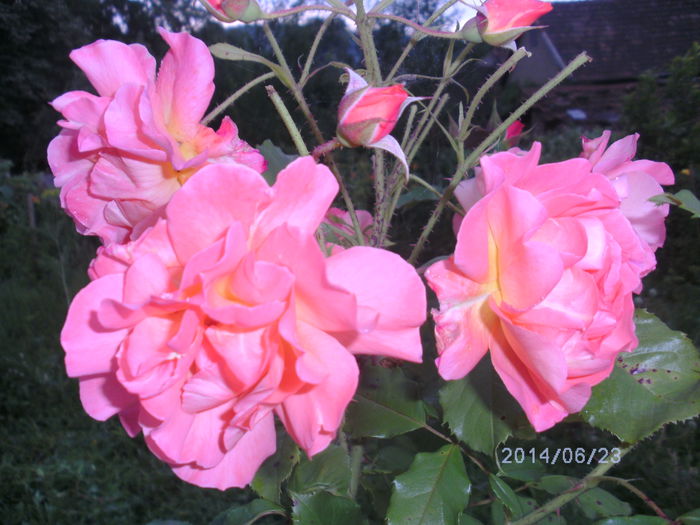 BILD0364 - trandafiri 2014