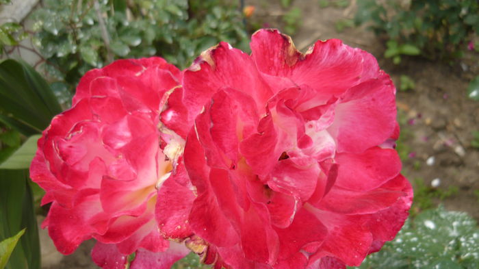 099 - duble delight