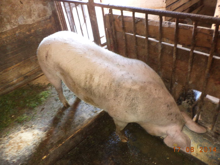 Porc-York-carne - Iezii Alpina Franceza si stramosul lor Capra aegagrus