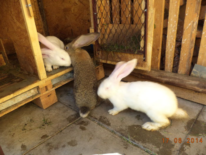 Puii de iepuri de la masculul-Zetea