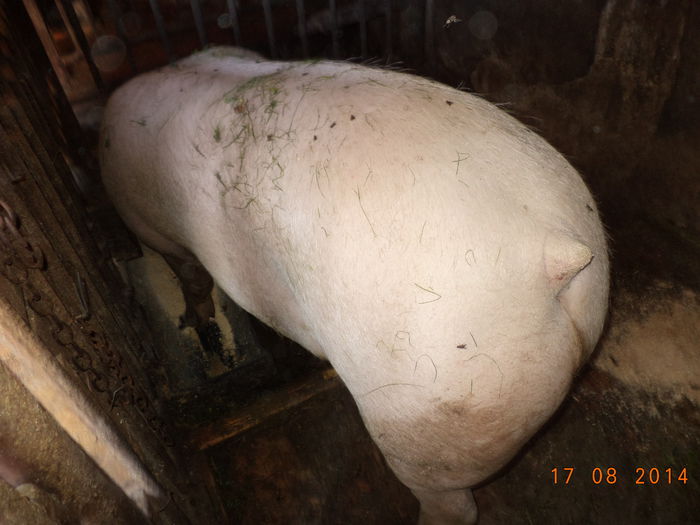 Solduri de porc de carne - Iezii Alpina Franceza si stramosul lor Capra aegagrus
