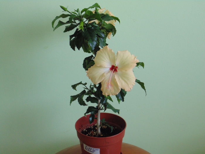 DSC05294 - hibiscusi 2014