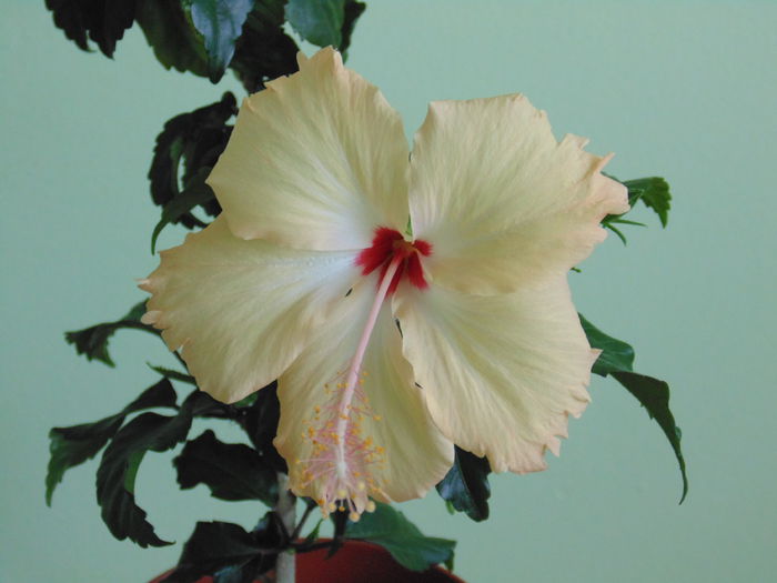 DSC05295 - hibiscusi 2014