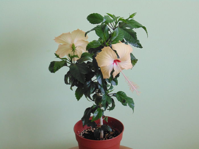 DSC05301 - hibiscusi 2014